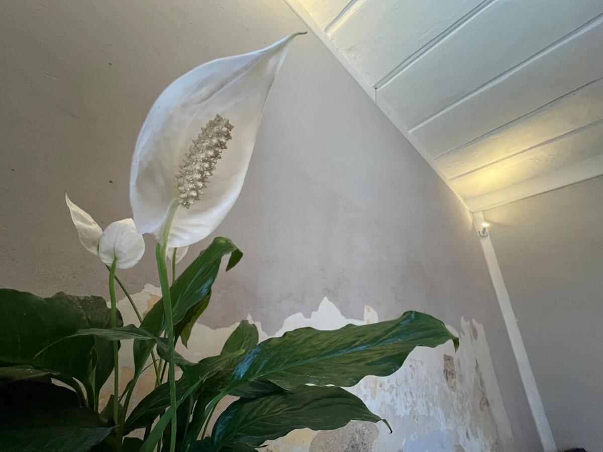 Apartamento Loft En La Mejor Zona De Mérida