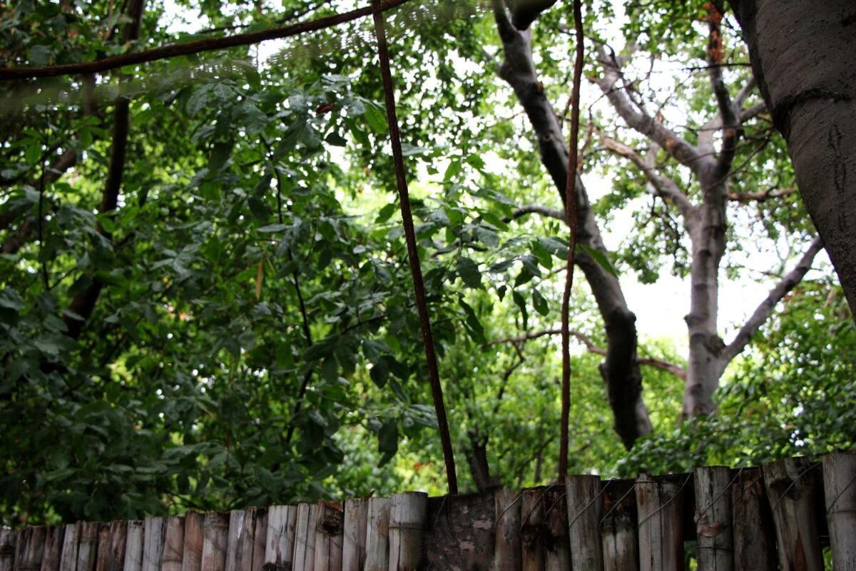 Oasis With Natural Pool In The Heart Of Mérida