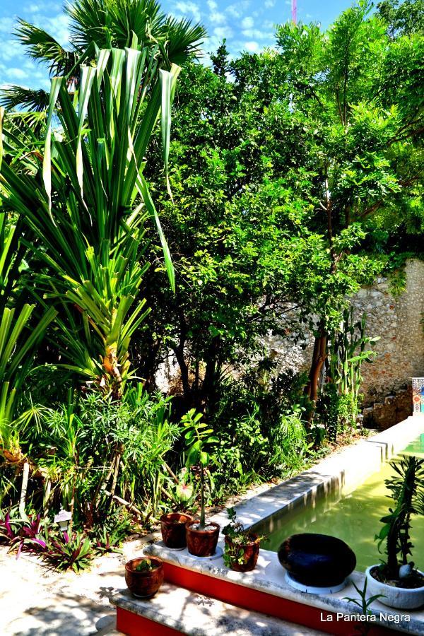 Bed & Breakfast La Pantera Negra