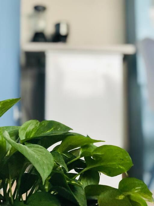 Apartamento Rachel's -casa Cayetana, Paseo Montejo Mérida