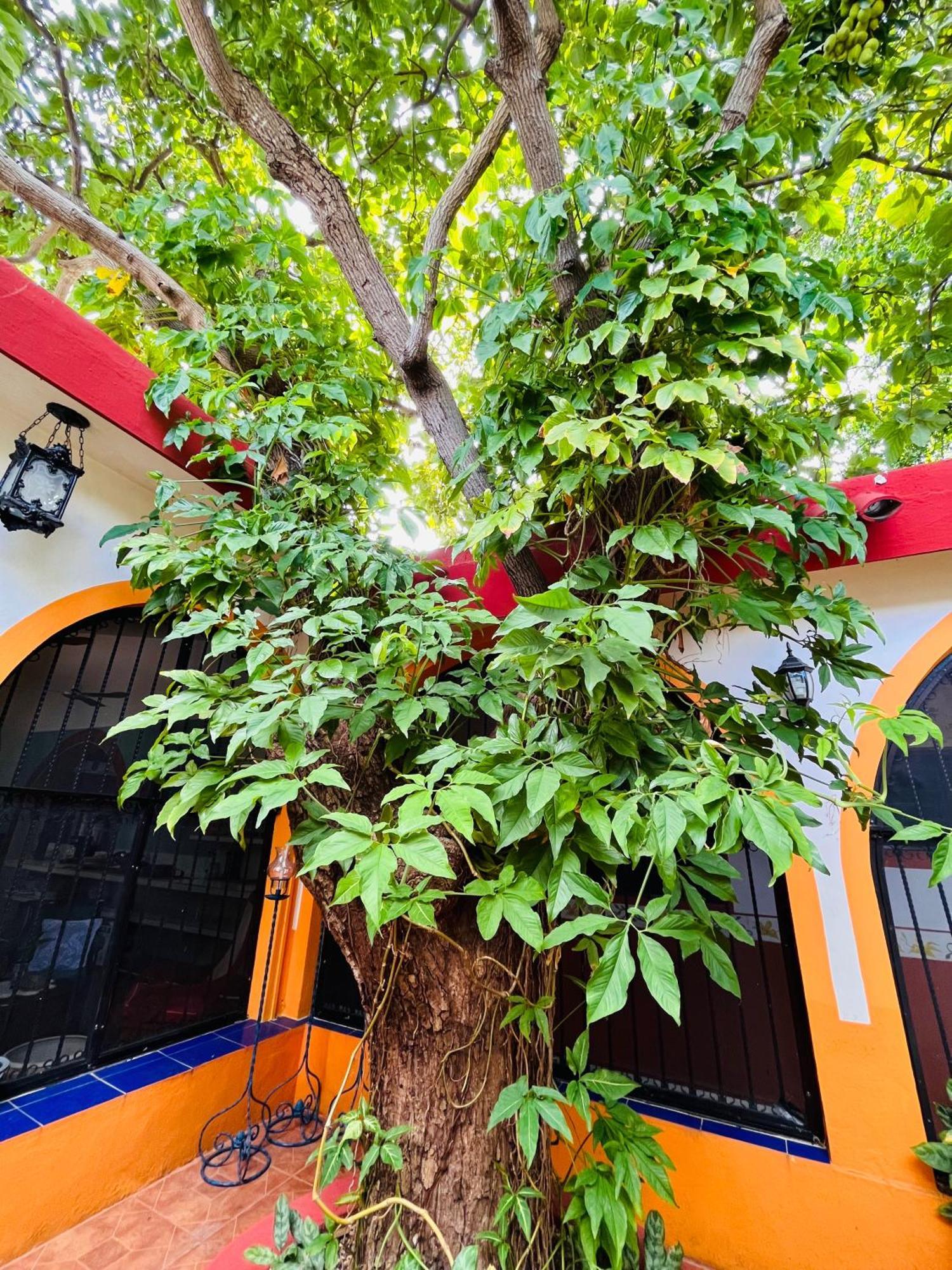Casa Tres Colibries Bed and breakfast