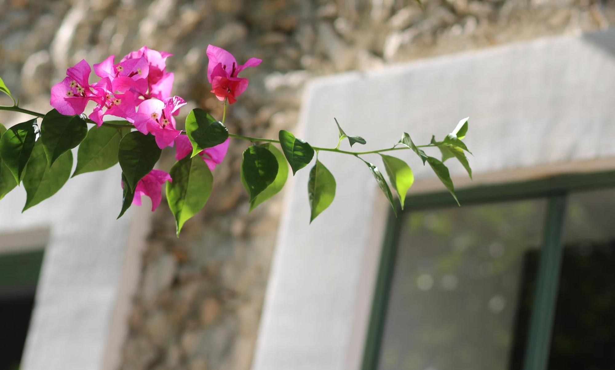 Nuik Casa Tropical Bed and breakfast *
