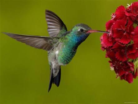 La Casa Del Colibri * Merida