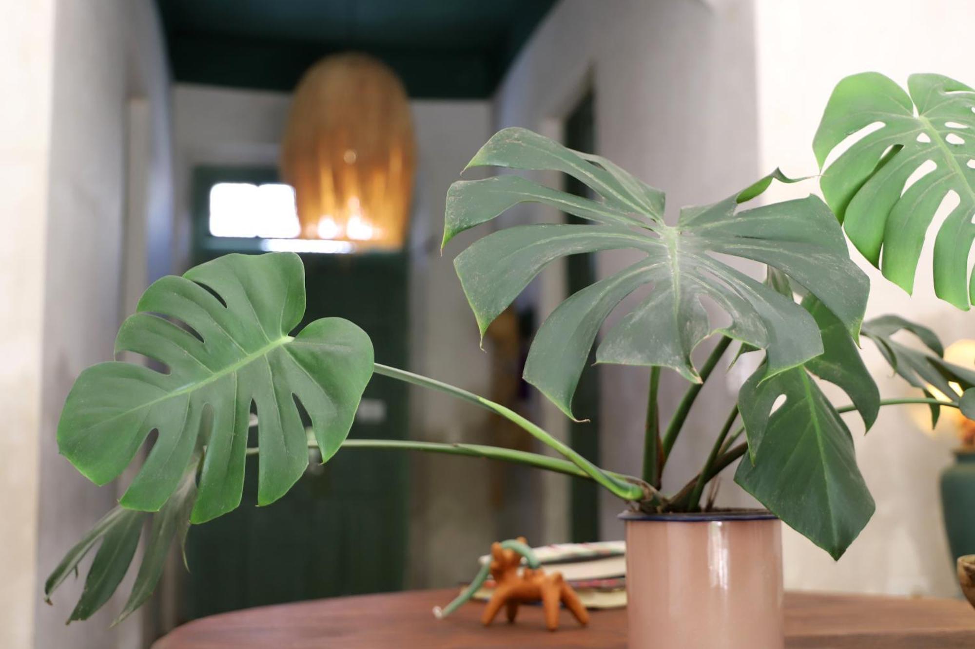 Nuik Casa Tropical Bed & Breakfast Merida
